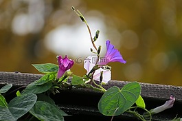 花,牽?；?藤