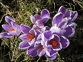 藏紅花,春天,紫