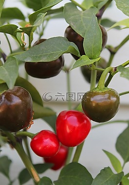 紅色,綠色,胡椒