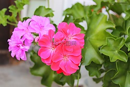 粉紅色,綠色,花
