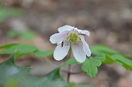 花卉,林,野生花卉