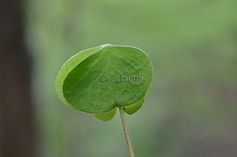 綠色,植物,淡綠色