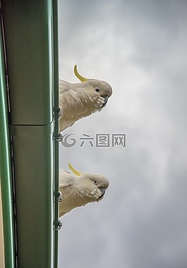 鸚鵡,鳥,白