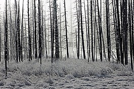森林,霜,树