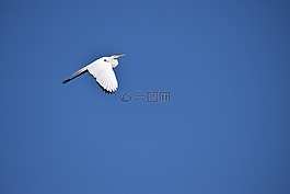 性質(zhì),天空,鳥