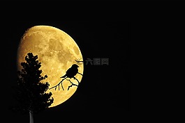 神秘,月球,樹