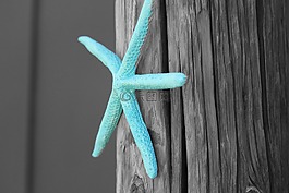 海星,海洋,明星
