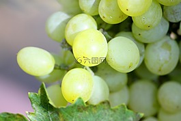 葡萄,束,白