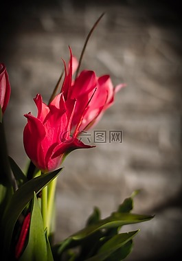 粉紅色,郁金香,鮮花