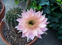 仙人掌,開花,粉紅色