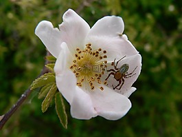 花,蜘蛛,宏