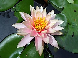 花,水百合,科羅拉多睡蓮