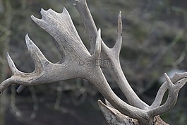 鹿茸,有角,野生動物攝影