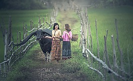 農(nóng)業(yè),動(dòng)物,亞洲