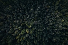 綠色,葉,樹