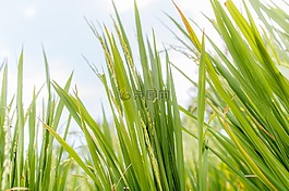水稻,植物,天空