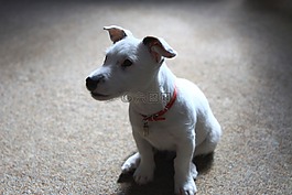 杰克,罗素,小猎犬