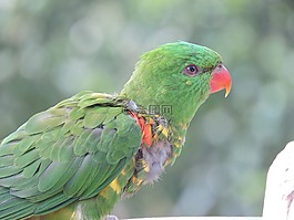 鸚鵡,動物園,鳥