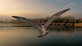 景觀,湖,鳥