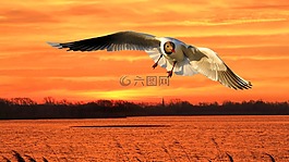 景觀,湖,鳥(niǎo)