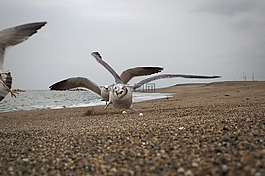 海,海灘,海鷗