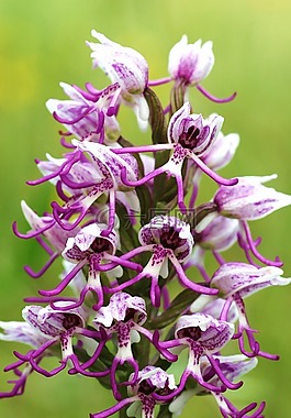 蘭花simia,鮮花,灌木叢