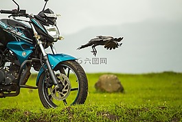 自行車,雅馬哈,烏鴉
