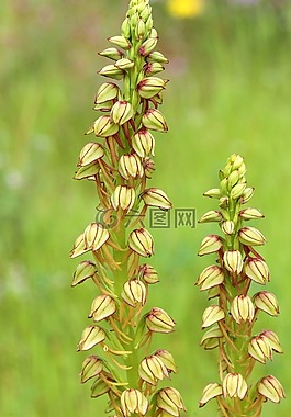 aceras antropophorum,兰花,场