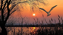 景觀,湖,鳥(niǎo)