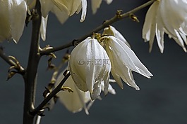 花,雨滴,性質(zhì)