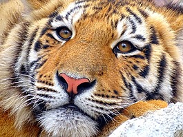 老虎,動(dòng)物,動(dòng)物園