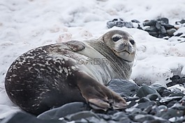 海,獅子,水