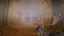 景觀,森林,霧