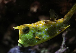 kuhfisch,魚(yú),水下