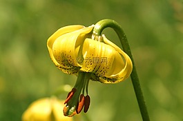 比利牛斯山百合,鲜花,山