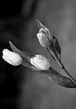 郁金香,花卉,滴劑