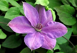 性質(zhì),花,鐵線蓮