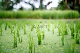 水稻,植物,原野