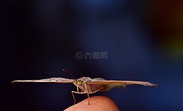 蝴蝶,翼,招標(biāo)
