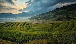 農(nóng)業(yè),亞洲,貓