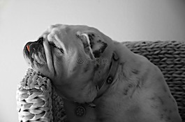 狗,牛頭犬,寵物