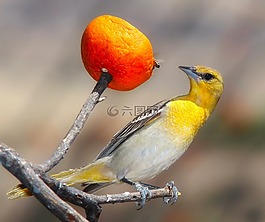 黃鸝,鳥,野生動物