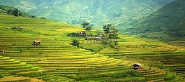 農業,亞洲,貓