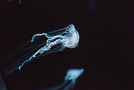 海蜇,水,動(dòng)物