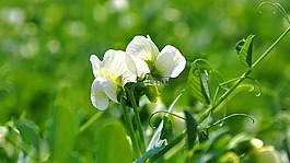 春天,性質(zhì),豌豆
