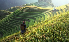 農業,亞洲,貓