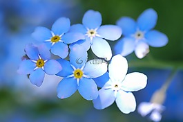 花,性質(zhì),廠
