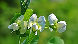 春天,性質(zhì),豌豆
