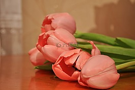 郁金香,鮮花,花的