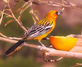 黃鸝,鳥,野生動物